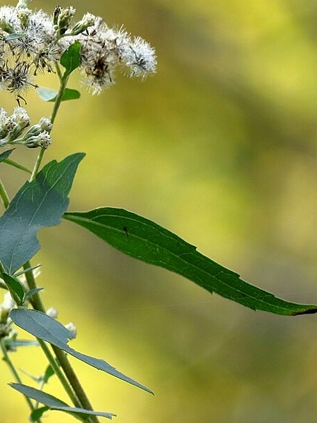 Image of Eupatorium altissimum