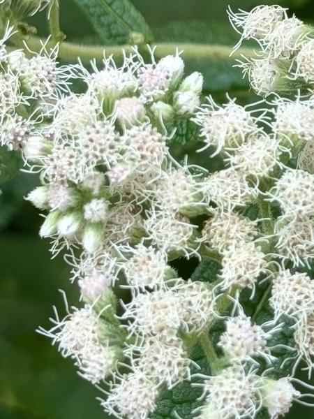 Image of Eupatorium perfoliatum