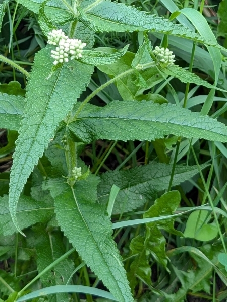 Image of Eupatorium perfoliatum
