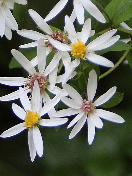Image of Eurybia divaricata