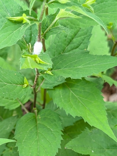 Image of Eurybia divaricata