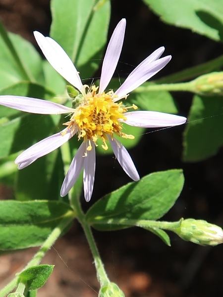 Image of Eurybia macrophylla