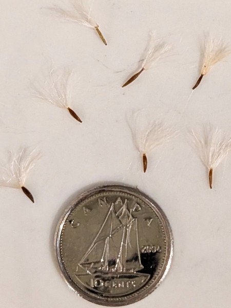 Image of Eurybia macrophylla