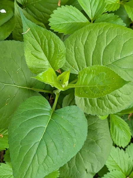 Image of Eurybia macrophylla