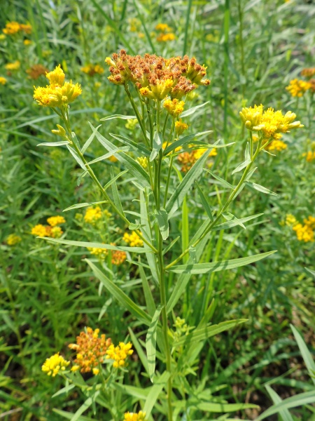 Image of Euthamia graminifolia