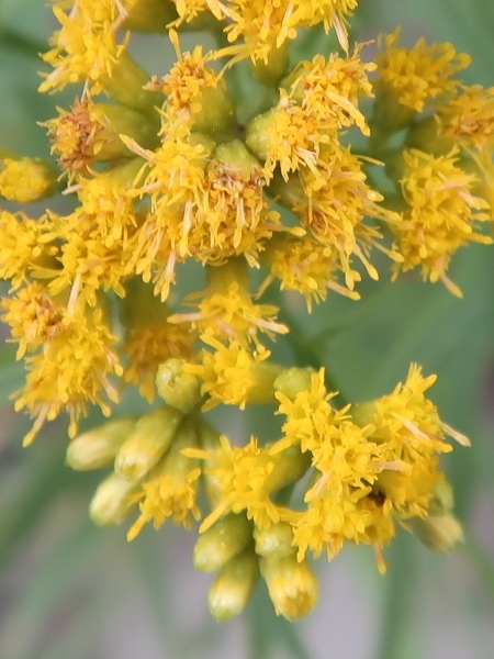 Image of Euthamia graminifolia