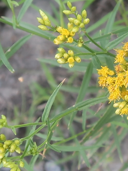 Image of Euthamia graminifolia
