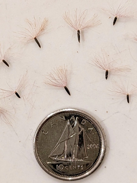 Image of Eutrochium maculatum