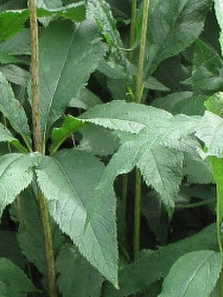 Image of Eutrochium maculatum