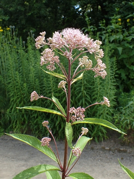 Image of Eutrochium maculatum