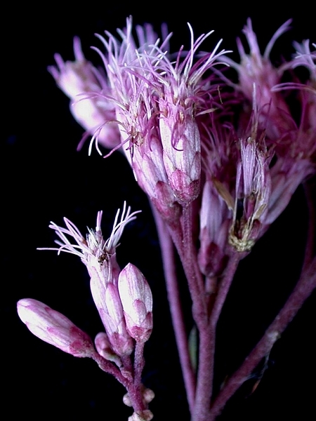 Image of Eutrochium maculatum