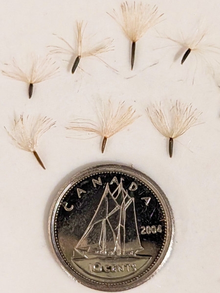 Image of Eutrochium purpureum