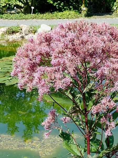 Image of Eutrochium purpureum