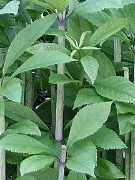 Image of Eutrochium purpureum