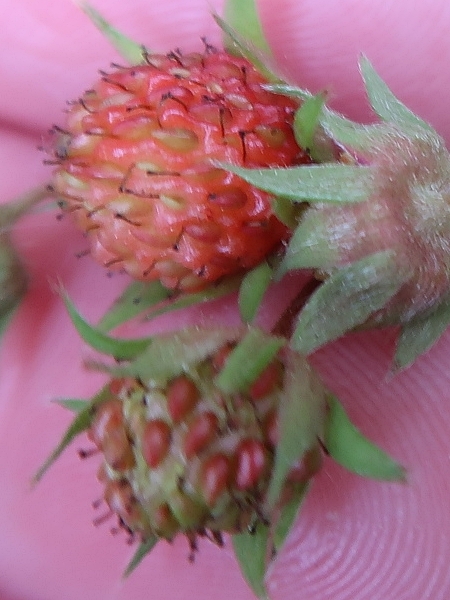 Image of Fragaria virginiana