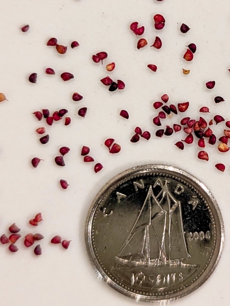 Image of Fragaria virginiana