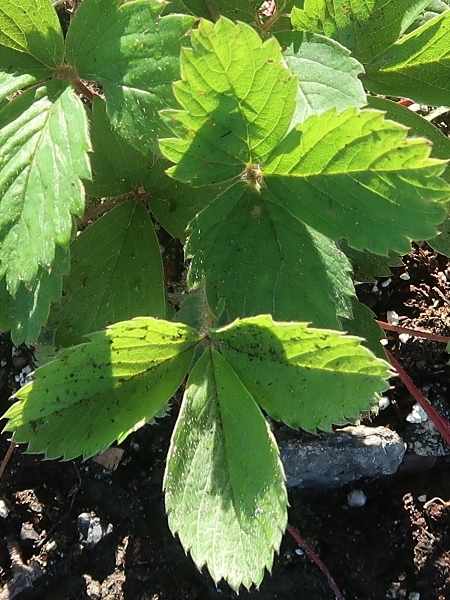 Image of Fragaria virginiana