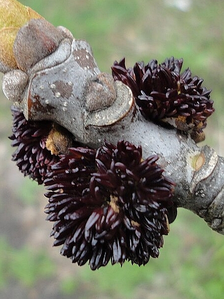 Image of Fraxinus americana