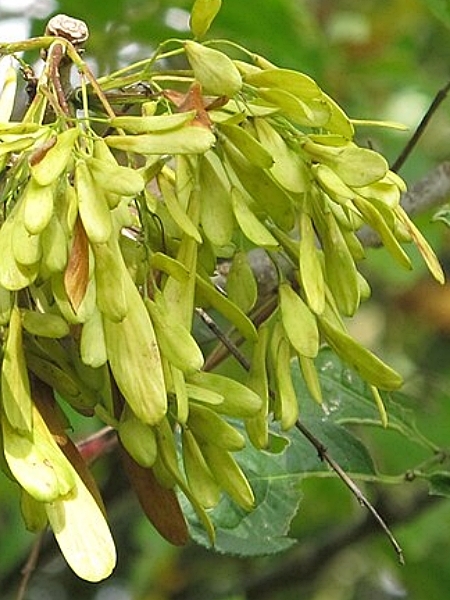Image of Fraxinus pennsylvanica