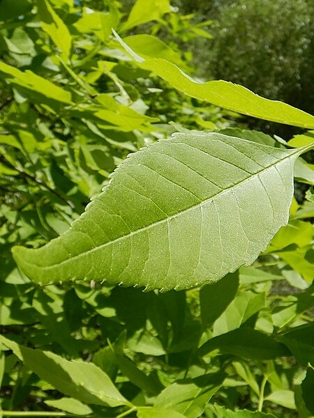 Image of Fraxinus pennsylvanica