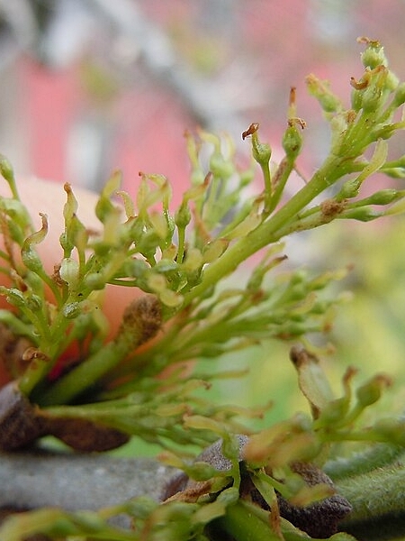Image of Fraxinus pennsylvanica