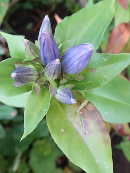 Image of Gentiana andrewsii