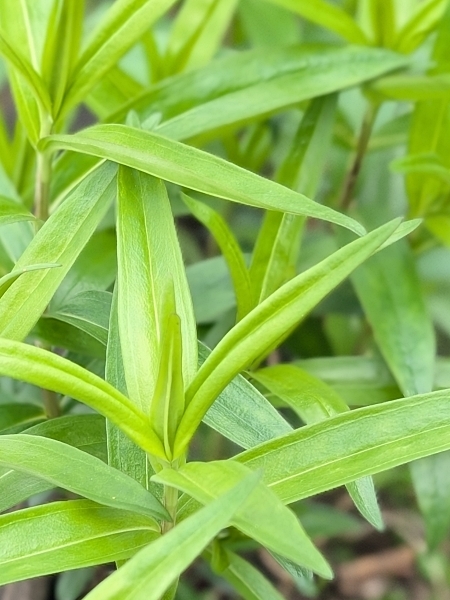 Image of Gentiana andrewsii