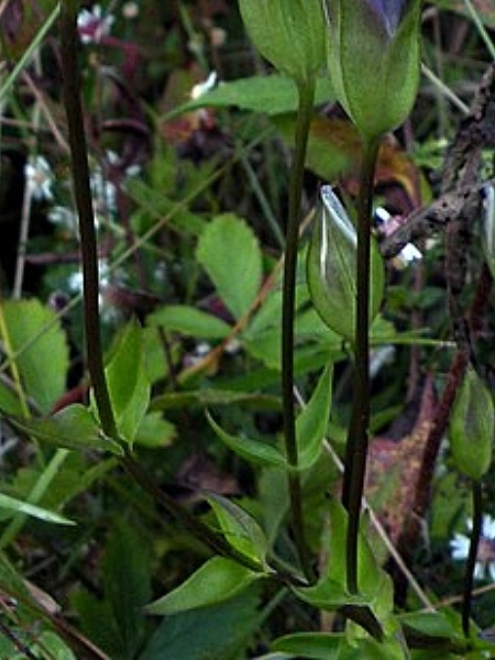 Image of Gentianopsis crinita