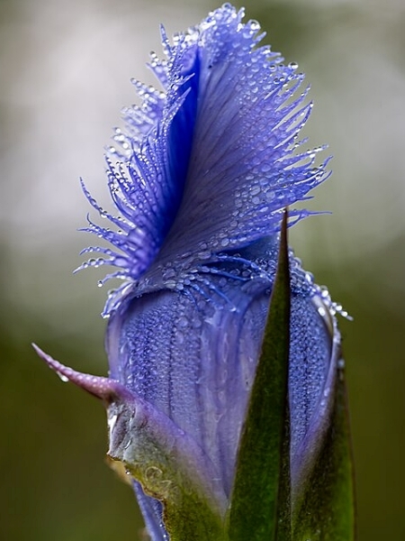Image of Gentianopsis crinita