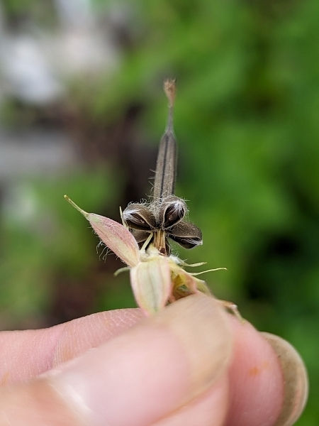 Image of Geranium maculatum