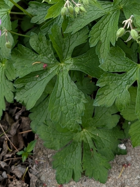 Image of Geranium maculatum