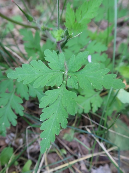 Image of Geranium robertianum