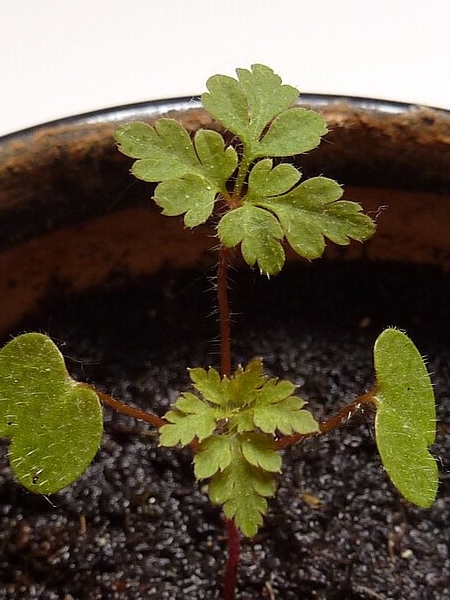 Image of Geranium robertianum