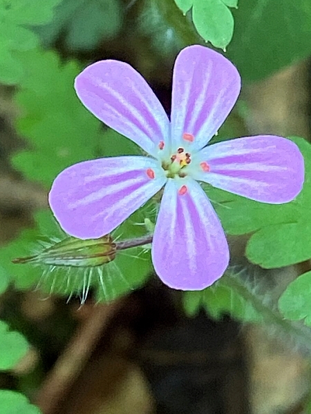 Image of Geranium robertianum