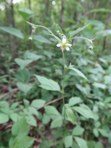 image for Geum canadense