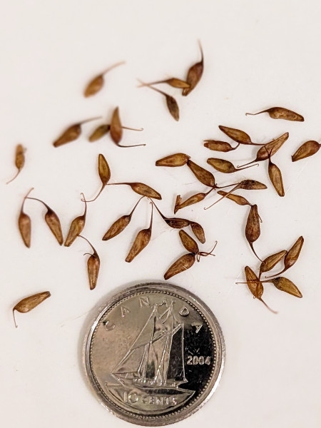 Image of Geum canadense