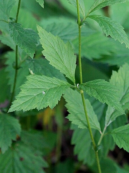 Image of Geum canadense