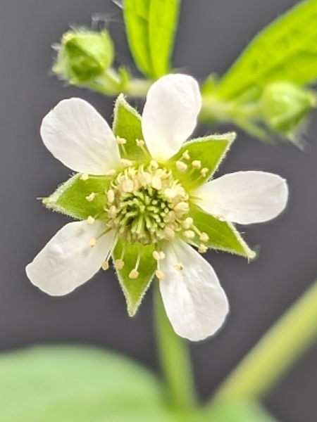 Image of Geum canadense