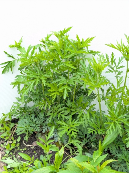 image for Geum laciniatum