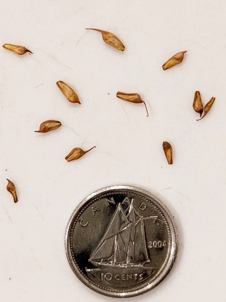 Image of Geum laciniatum