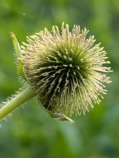 Image of Geum laciniatum