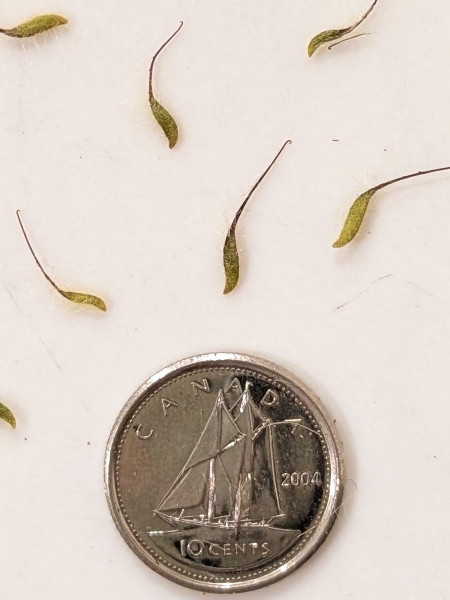 Image of Geum rivale