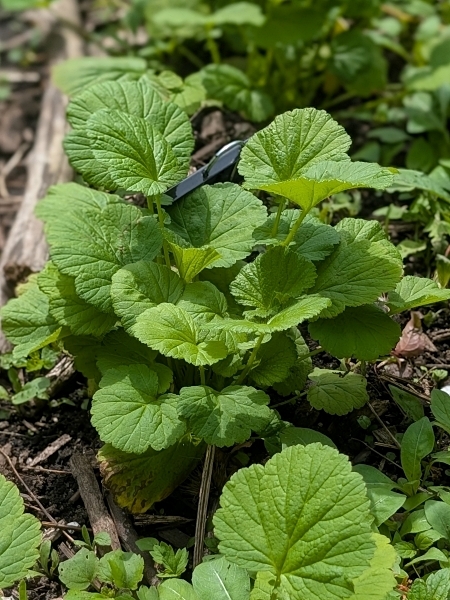 Image of Geum rivale