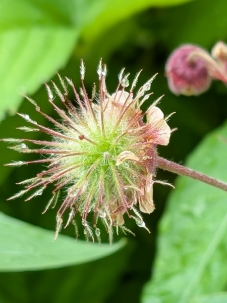 Image of Geum rivale