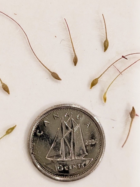 Image of Geum triflorum