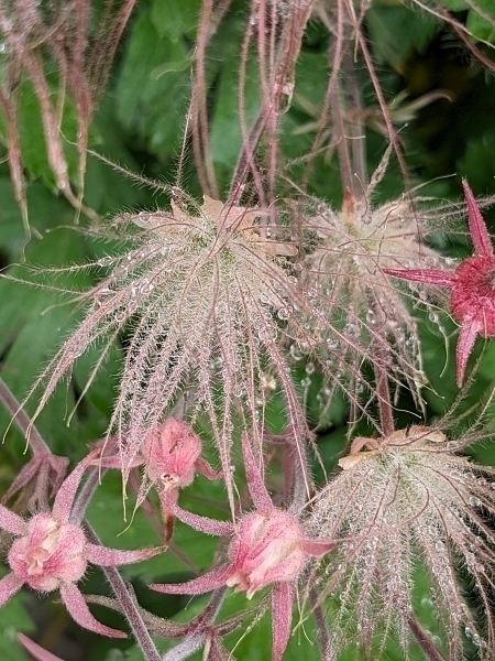 Image of Geum triflorum