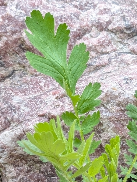 Image of Geum triflorum