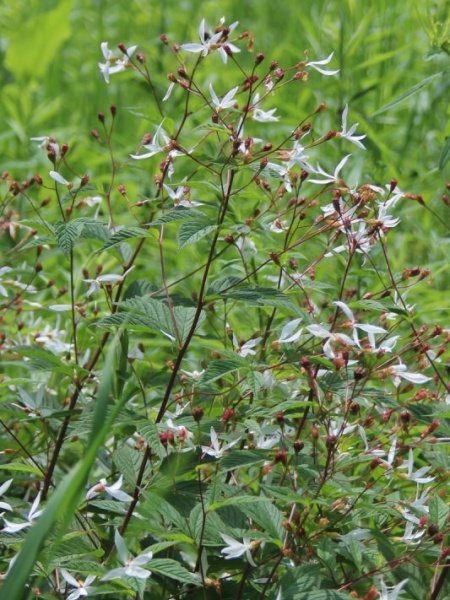 Image of Gillenia trifoliata
