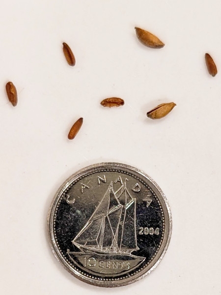 Image of Gillenia trifoliata