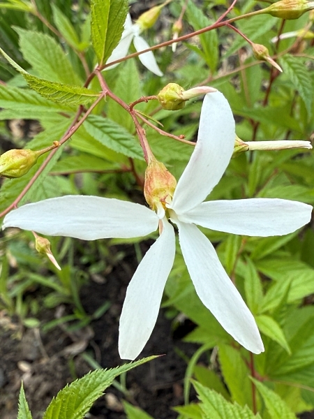 Image of Gillenia trifoliata